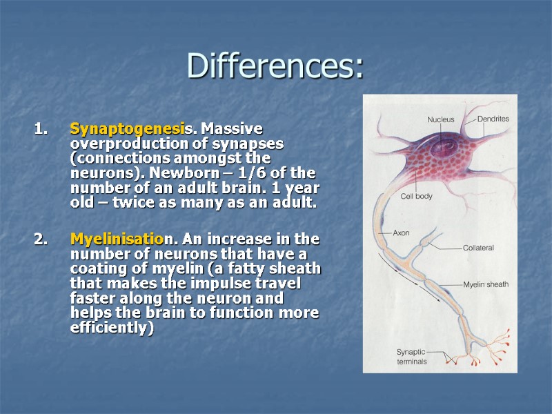 Differences: 1.     Synaptogenesis. Massive overproduction of synapses (connections amongst the